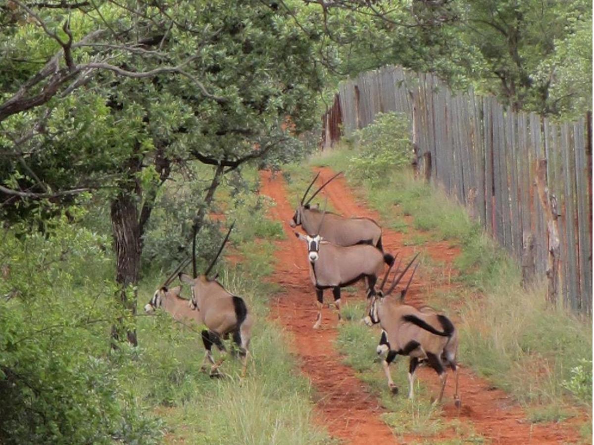Iphofolo Lodge & Tented Camp Vivo Eksteriør billede