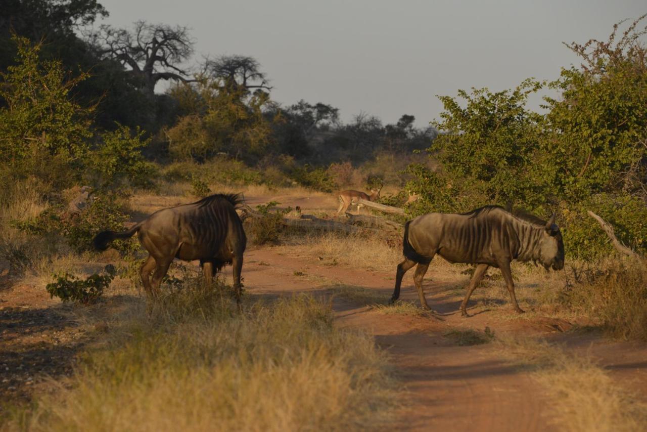 Iphofolo Lodge & Tented Camp Vivo Eksteriør billede