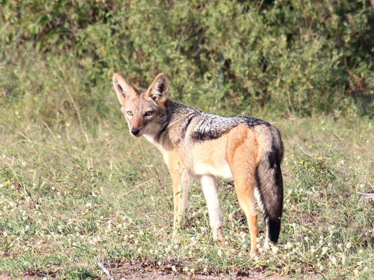 Iphofolo Lodge & Tented Camp Vivo Eksteriør billede