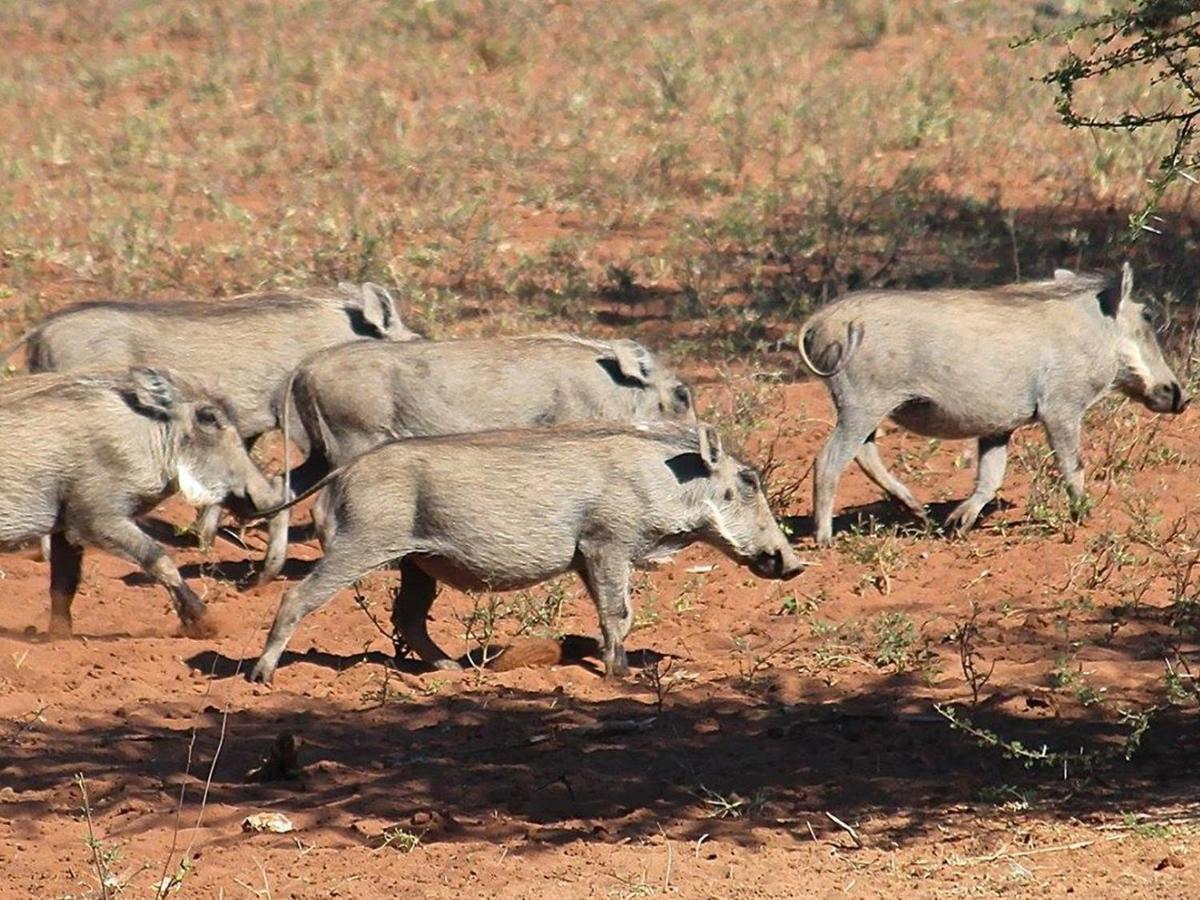 Iphofolo Lodge & Tented Camp Vivo Eksteriør billede