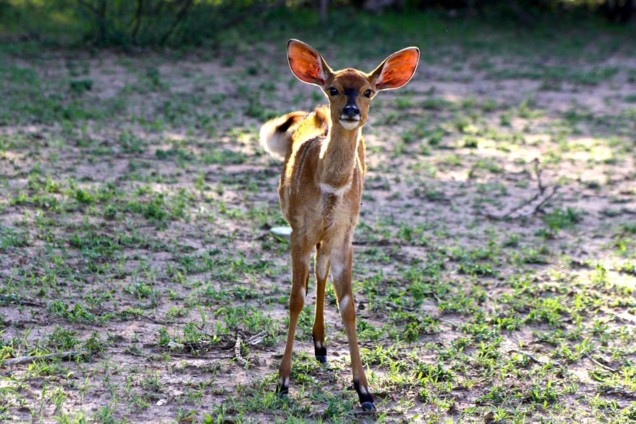 Iphofolo Lodge & Tented Camp Vivo Eksteriør billede