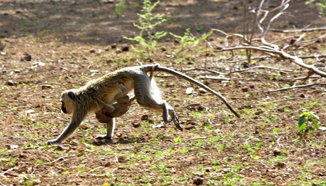 Iphofolo Lodge & Tented Camp Vivo Eksteriør billede